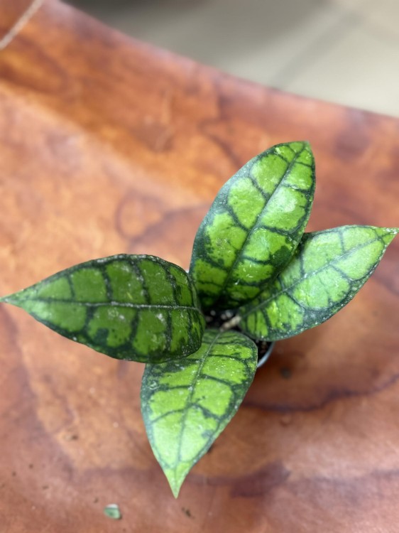 hoya hoja black cat (1).jpg