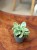 grubosz Crassula ovata MONEY MAKER  (3).jpeg
