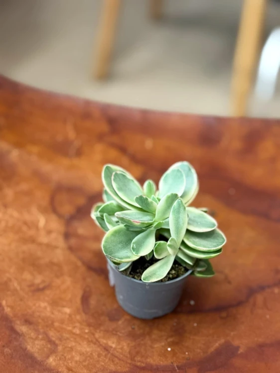 grubosz Crassula ovata MONEY MAKER  (3).jpeg