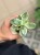 grubosz Crassula ovata MONEY MAKER  (4).jpeg