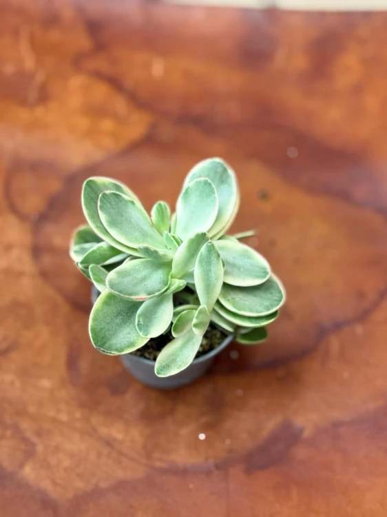 grubosz Crassula ovata MONEY MAKER  (1).jpeg