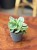 grubosz Crassula ovata MONEY MAKER  (2).jpeg