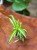 Chlorophytum comosum VARIEGATA (2).jpeg