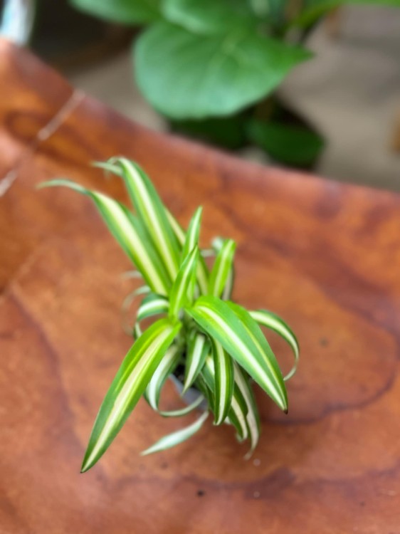 Chlorophytum comosum VARIEGATA (2).jpeg