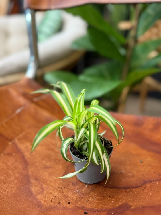 Chlorophytum comosum VARIEGATA (1).jpeg