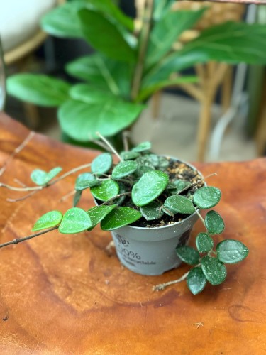 hoya mathilde splash Hoja (2).jpeg