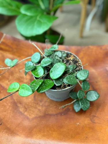 hoya mathilde splash Hoja (3).jpeg