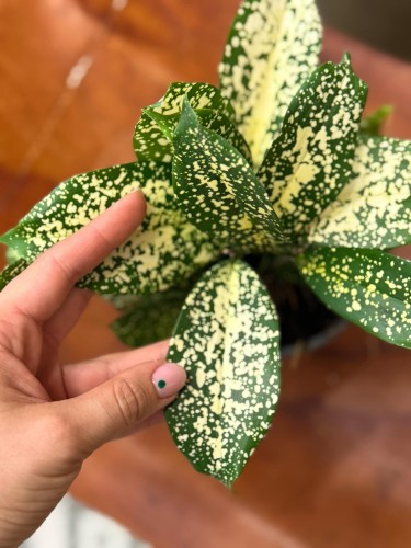 dracena godseffiana (2).jpeg