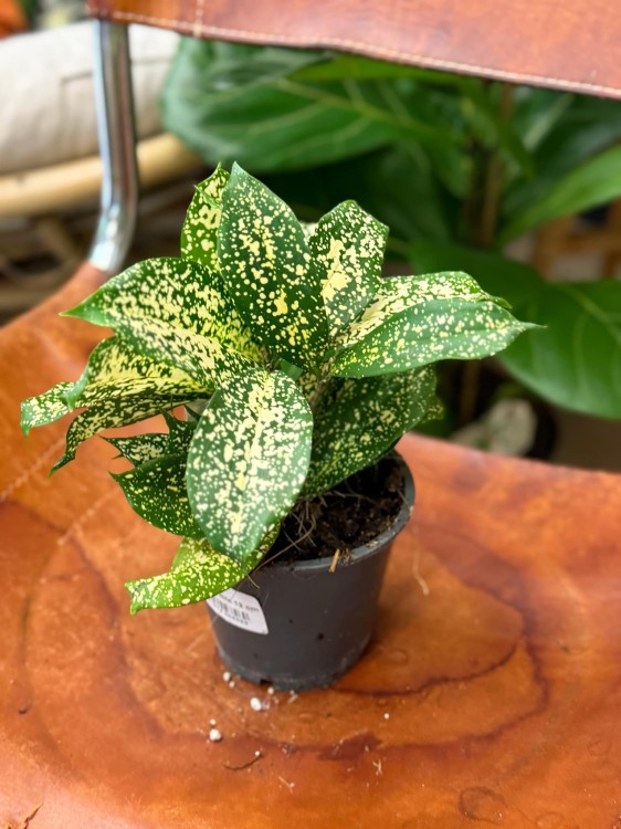 dracena godseffiana (3).jpeg