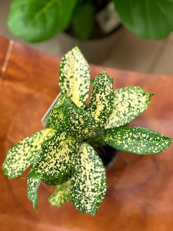 dracena godseffiana (4).jpeg