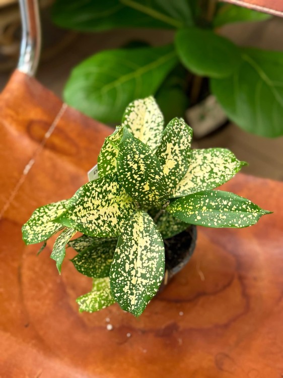 dracena godseffiana (1).jpeg