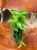 dracena aurea (2).jpeg