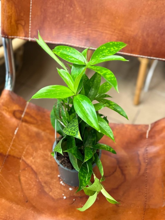 dracena aurea (2).jpeg
