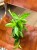 dracena aurea (3).jpeg