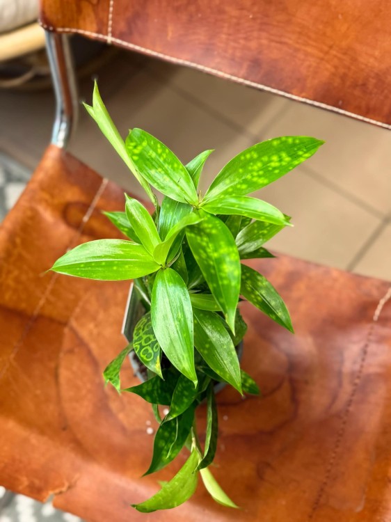 dracena aurea (3).jpeg