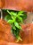 dracena aurea (4).jpeg