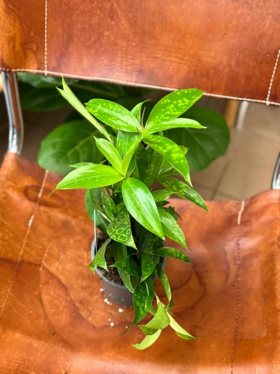 dracena aurea (4).jpeg