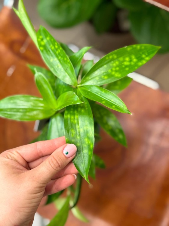dracena aurea (5).jpeg