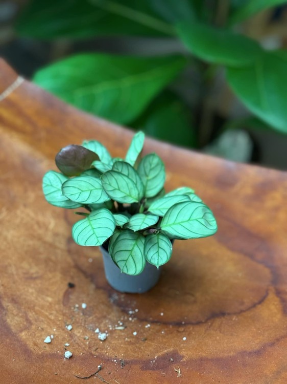 ctenanthe burle-marxii amagris (3).jpeg
