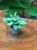 ctenanthe burle-marxii amagris (4).jpeg