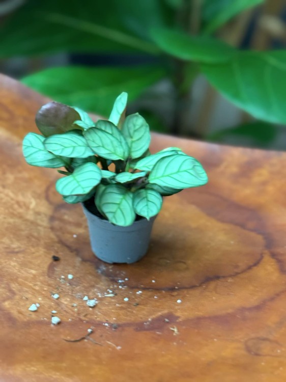 ctenanthe burle-marxii amagris (4).jpeg