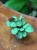ctenanthe burle-marxii amagris (1).jpeg