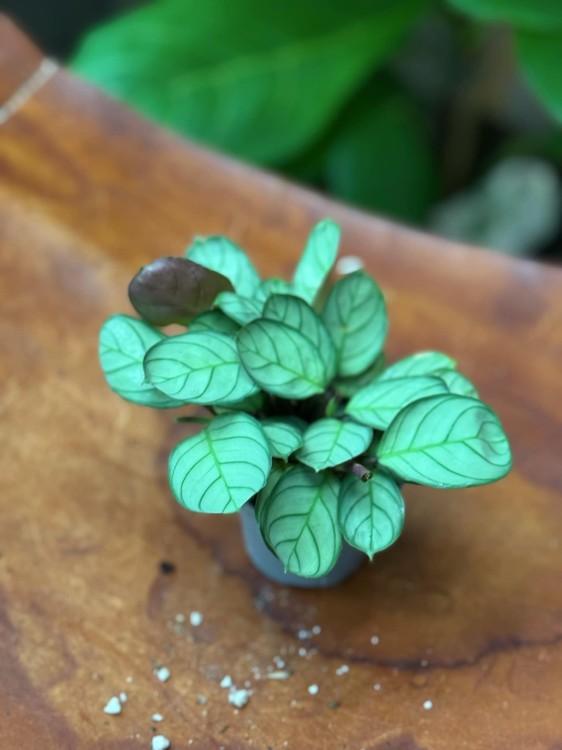 ctenanthe burle-marxii amagris (1).jpeg