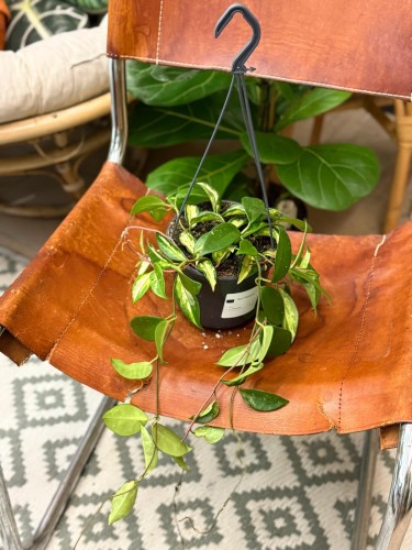 hoja  hoya carnosa tricolor - krimson princess (2).jpeg