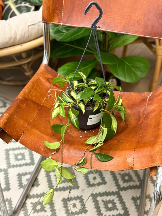hoja  hoya carnosa tricolor - krimson princess (2).jpeg