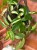 hoja  hoya carnosa tricolor - krimson princess (3).jpeg