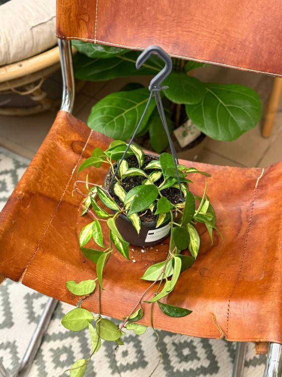 hoja  hoya carnosa tricolor - krimson princess (4).jpeg