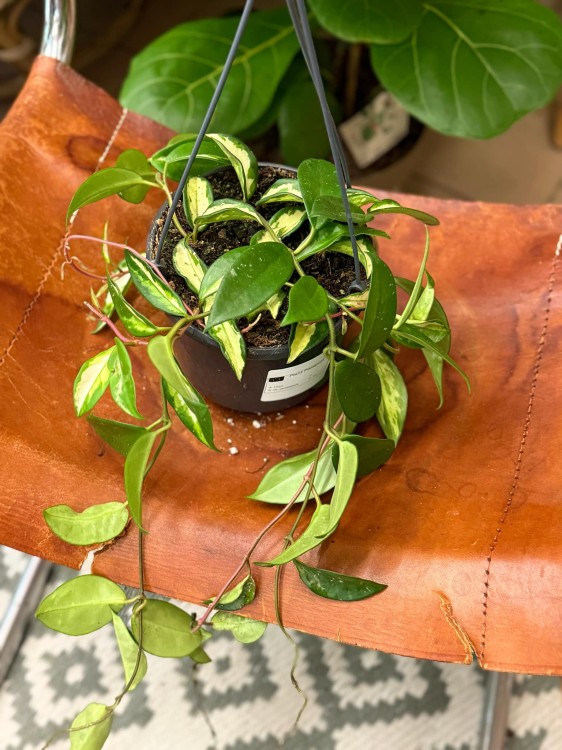 hoja  hoya carnosa tricolor - krimson princess (5).jpeg