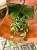 hoja  hoya carnosa tricolor - krimson princess (1).jpeg