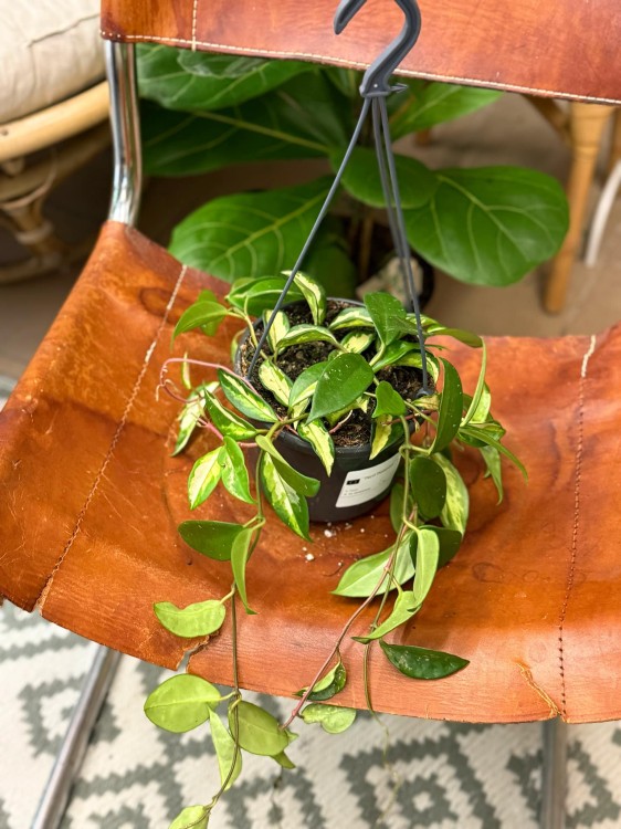 hoja  hoya carnosa tricolor - krimson princess (1).jpeg