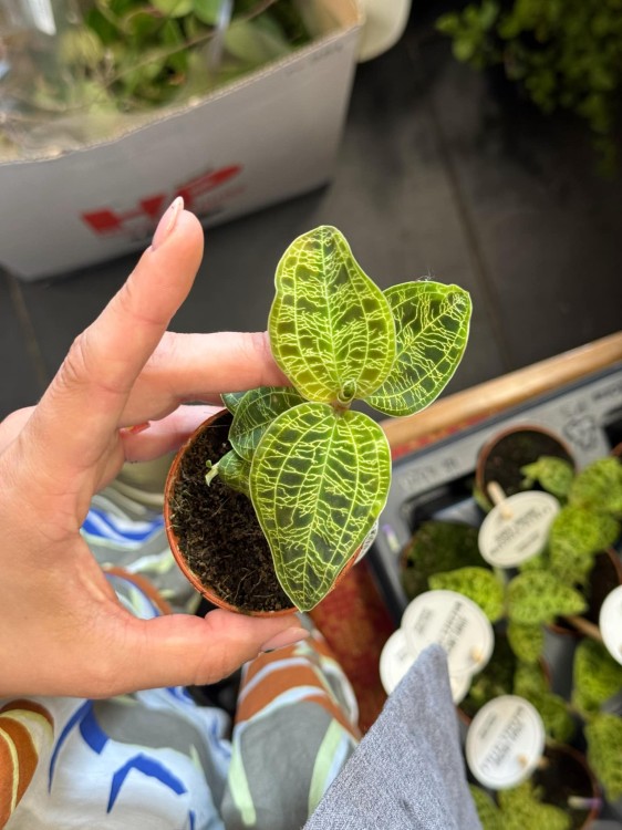 Jewel Orchid (2).jpeg