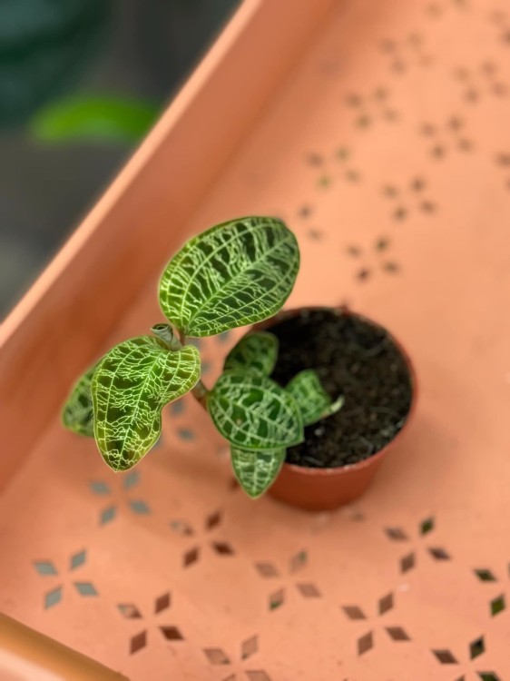 Jewel Orchid (3).jpeg