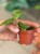 Jewel Orchid (1).jpeg