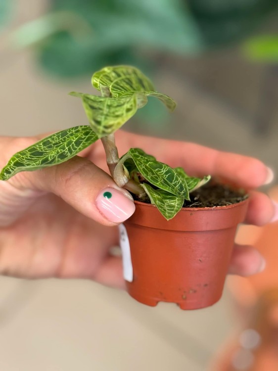 Jewel Orchid (1).jpeg