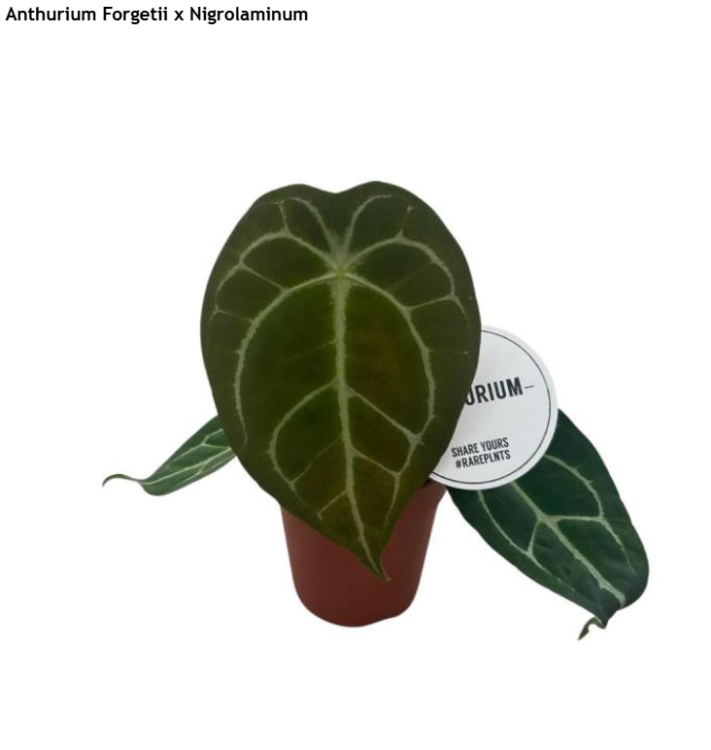 Zrzut ekranu 2025-06-08 083313.png