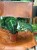 Anthurium Forgetii x Nigrolaminum  (1).jpeg