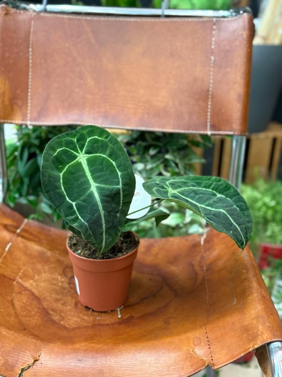 Anthurium Forgetii x Nigrolaminum  (1).jpeg