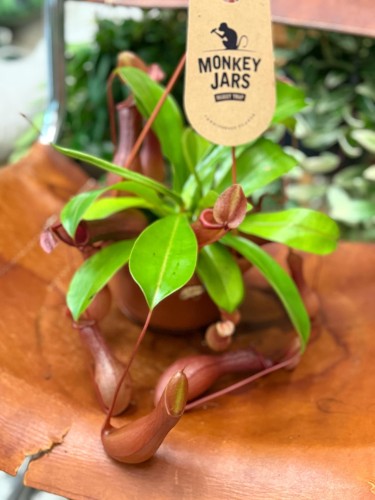 Nepenthes Monkey Jars Alata dzbanecznik roślina owadożerna (2).jpeg