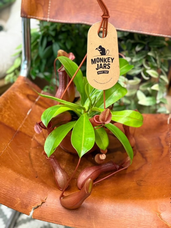 Nepenthes Monkey Jars Alata dzbanecznik roślina owadożerna (3).jpeg