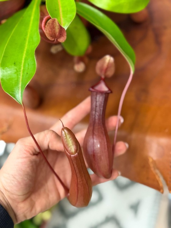 Nepenthes Monkey Jars Alata dzbanecznik roślina owadożerna (4).jpeg