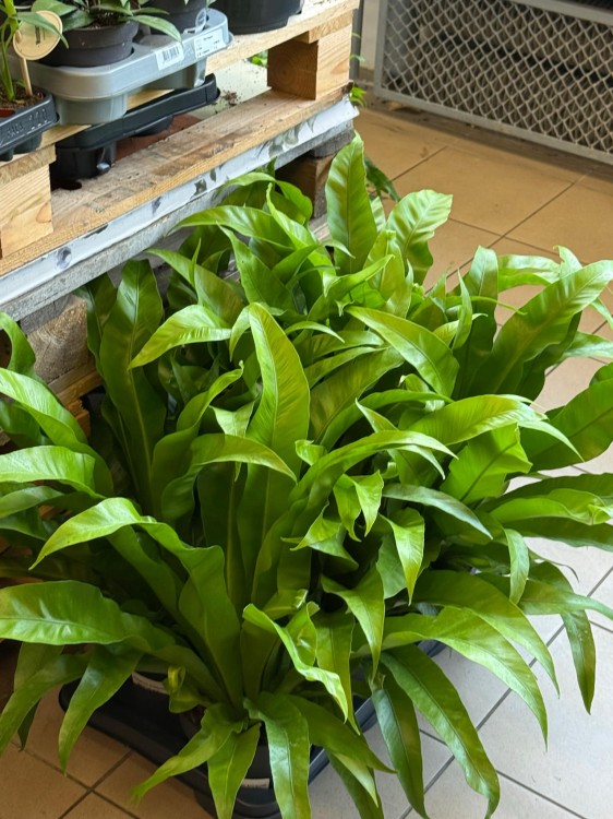 asplenium antiquum (2).jpeg