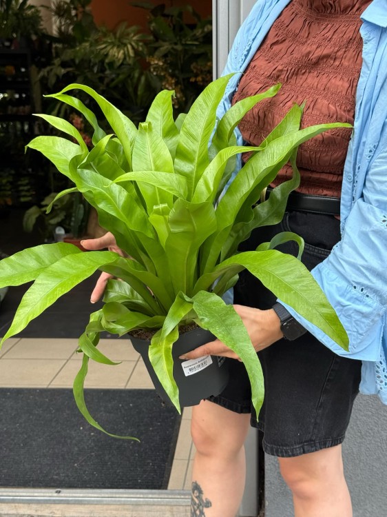 asplenium antiquum (3).jpeg