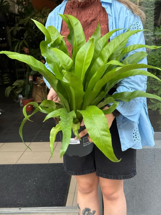 asplenium antiquum (4).jpeg