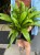 asplenium antiquum (5).jpeg