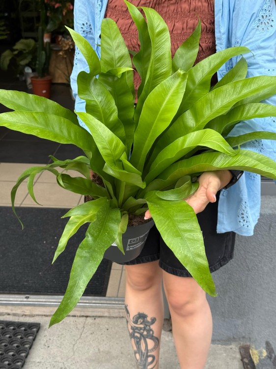 asplenium antiquum (5).jpeg