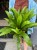 asplenium antiquum (6).jpeg